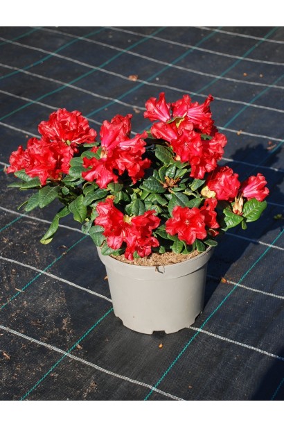 Рододендрон Скарлет Вондер  - 3-5л/вис.25-30см/Ø15-20см